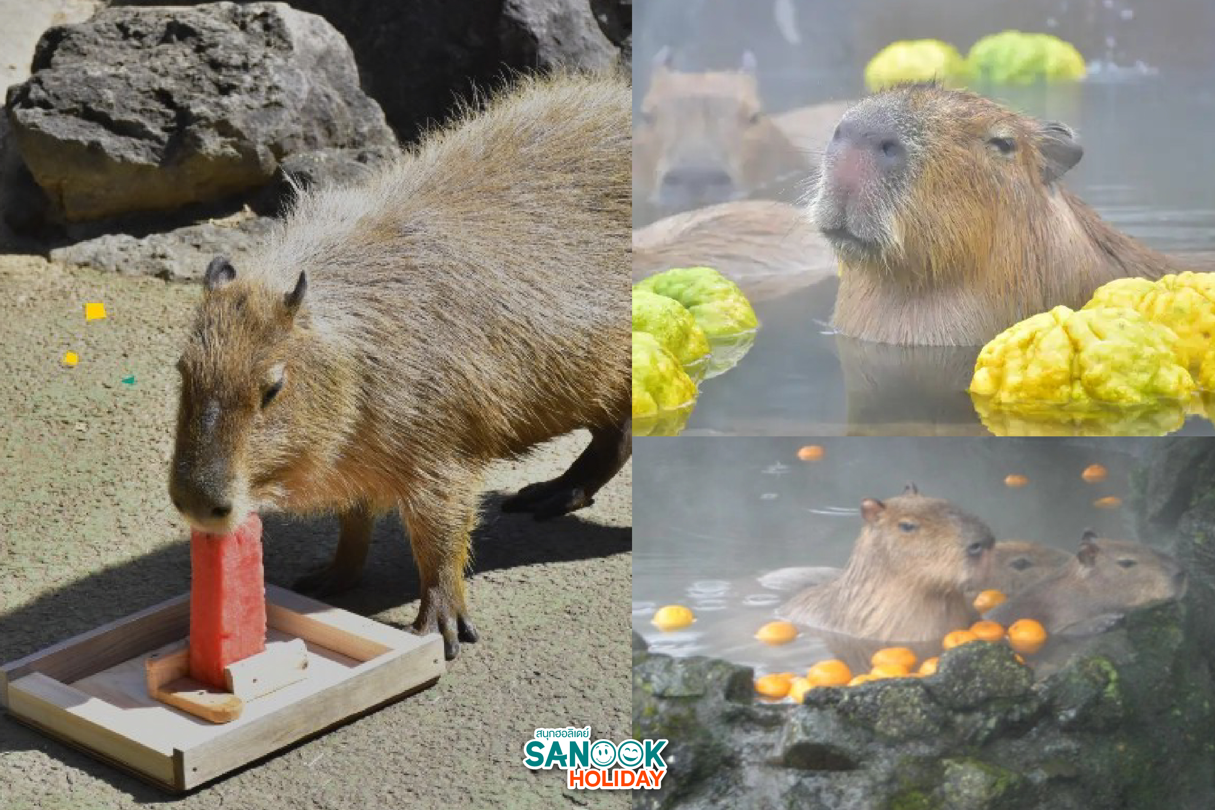 คาปิบาร่าแช่ออนเซ็น Izu Shaboten Zoo