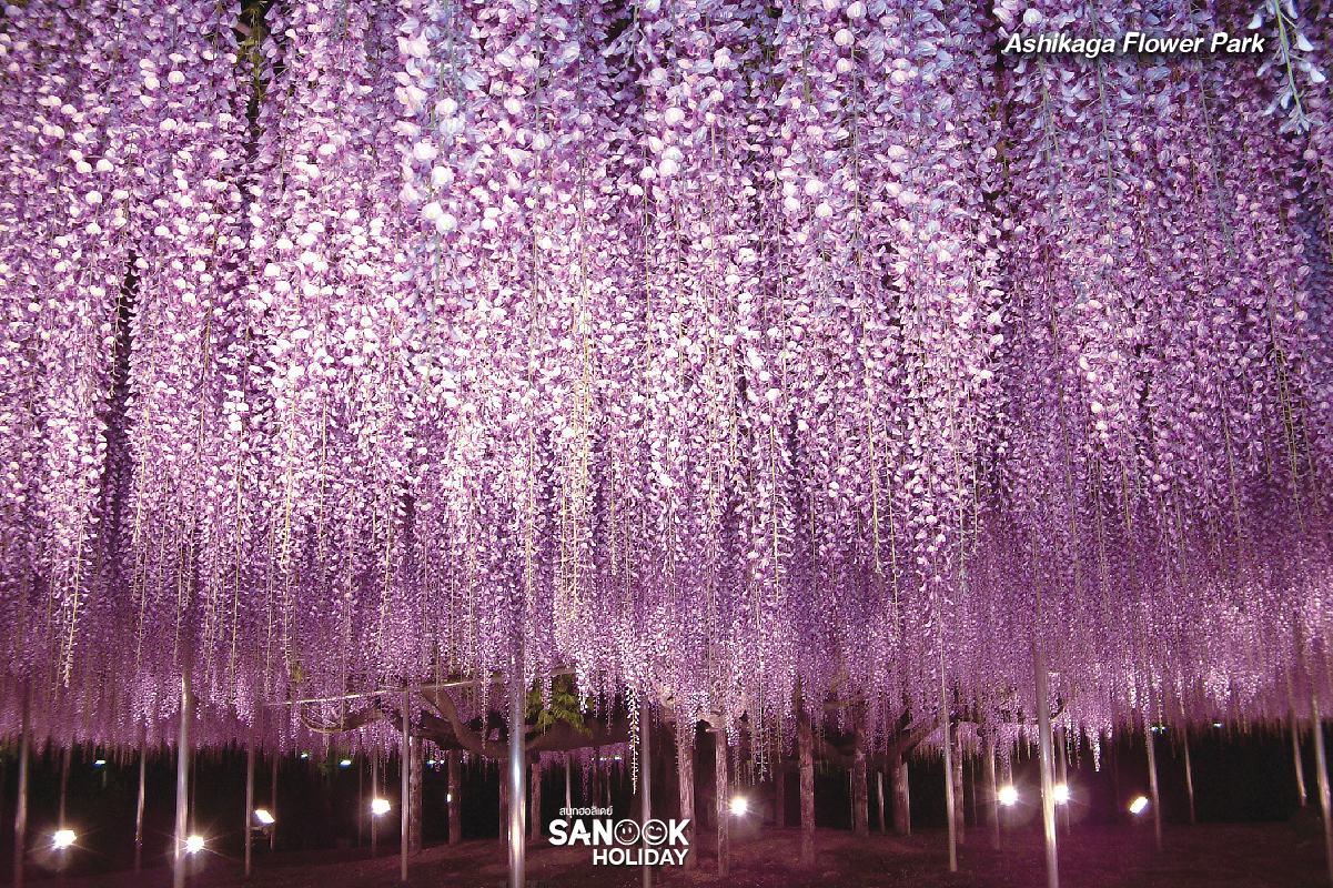 สวนดอกไม้อาชิคางะ (Ashikaga Flower Park)