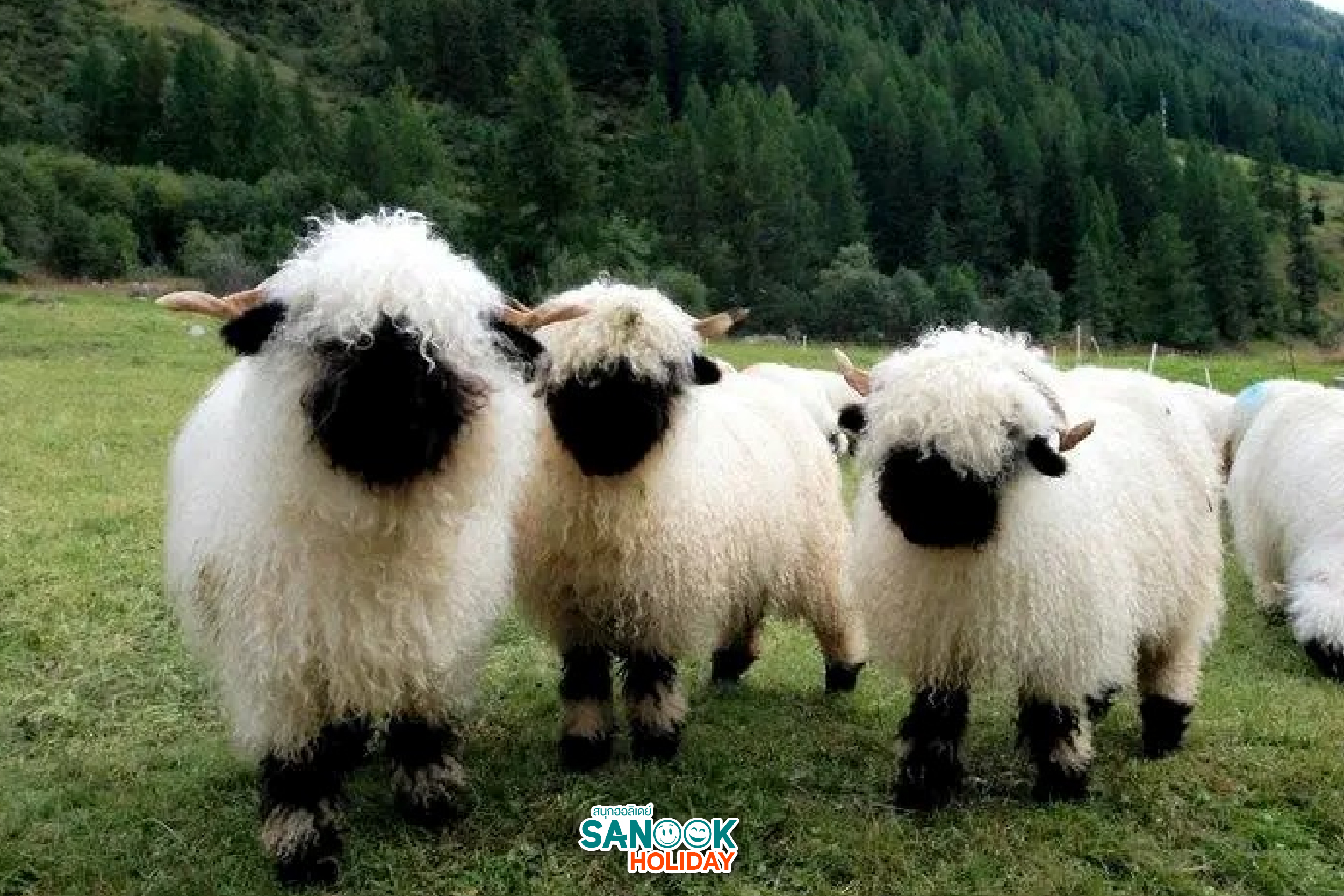 แกะที่น่ารักที่สุดในโลก 2026