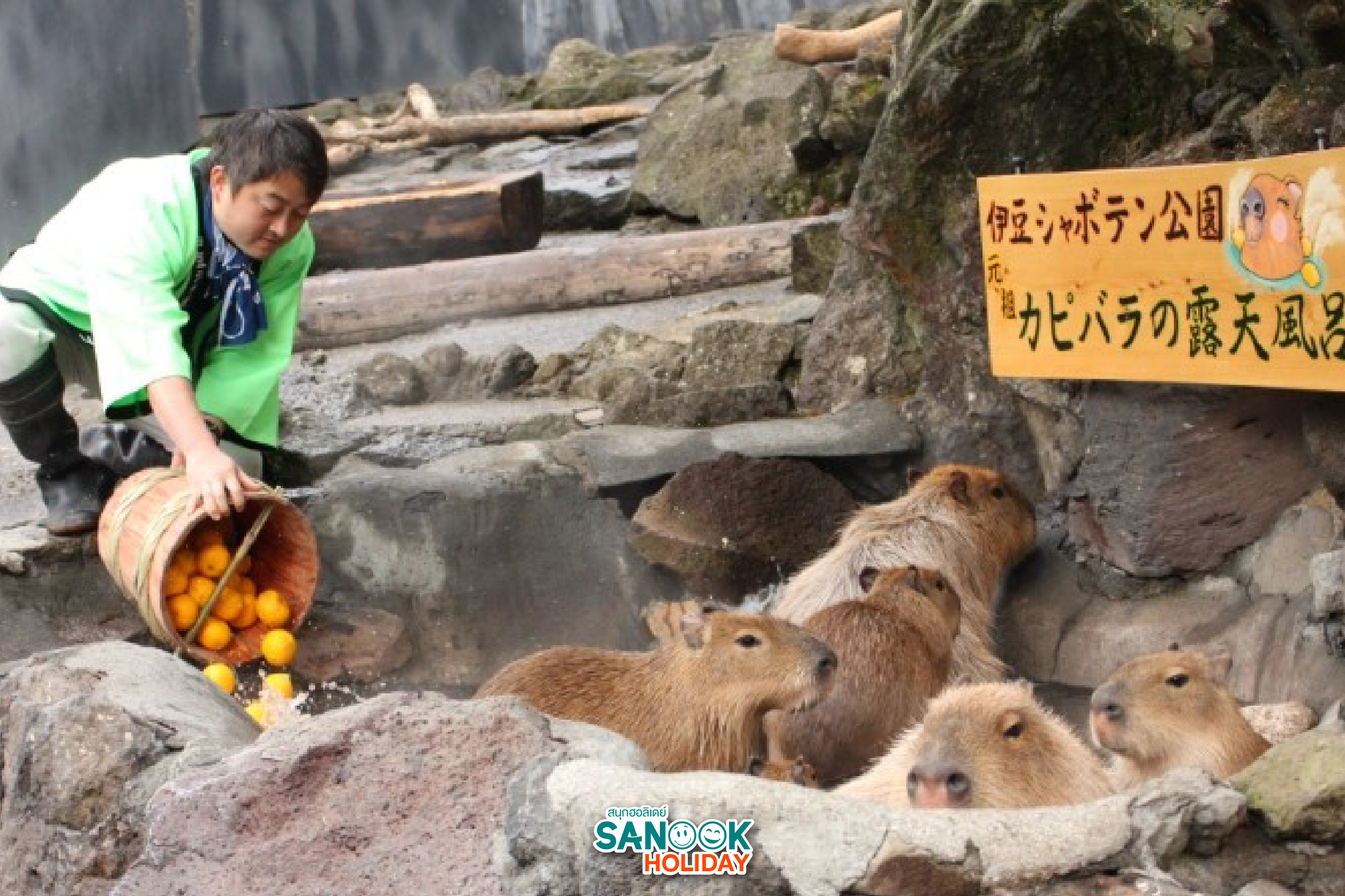 คาปิบาร่าแช่ออนเซ็น Izu Shaboten Zoo