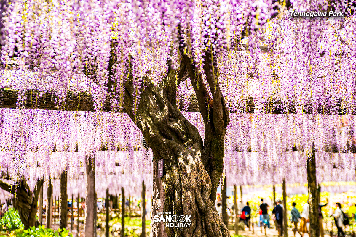 เท็นโนงะวะปาร์ค (Tennogawa Park)