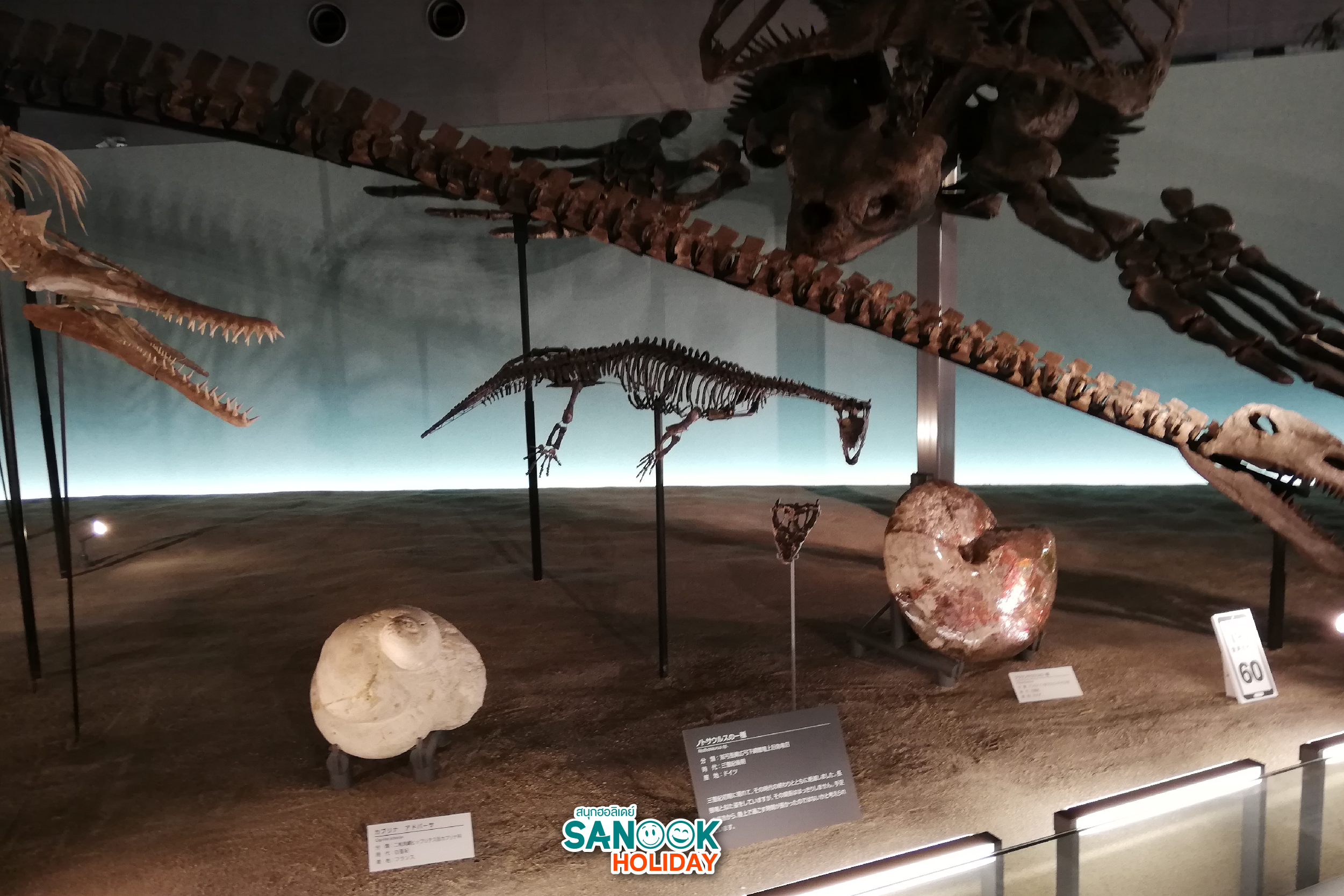 พิพิธภัณฑ์ไดโนเสาร์ฟุกุอิ Fukui Dinosaur Museum ญี่ปุ่น