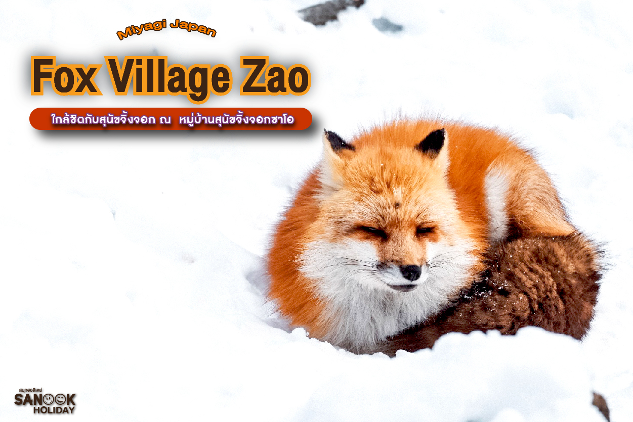 หมู่บ้านสุนัขจิ้งจอกซาโอ (Zao Fox Village) เจาะลึกโลกสุดคิวท์แห่งอาณาจักรขนปุย