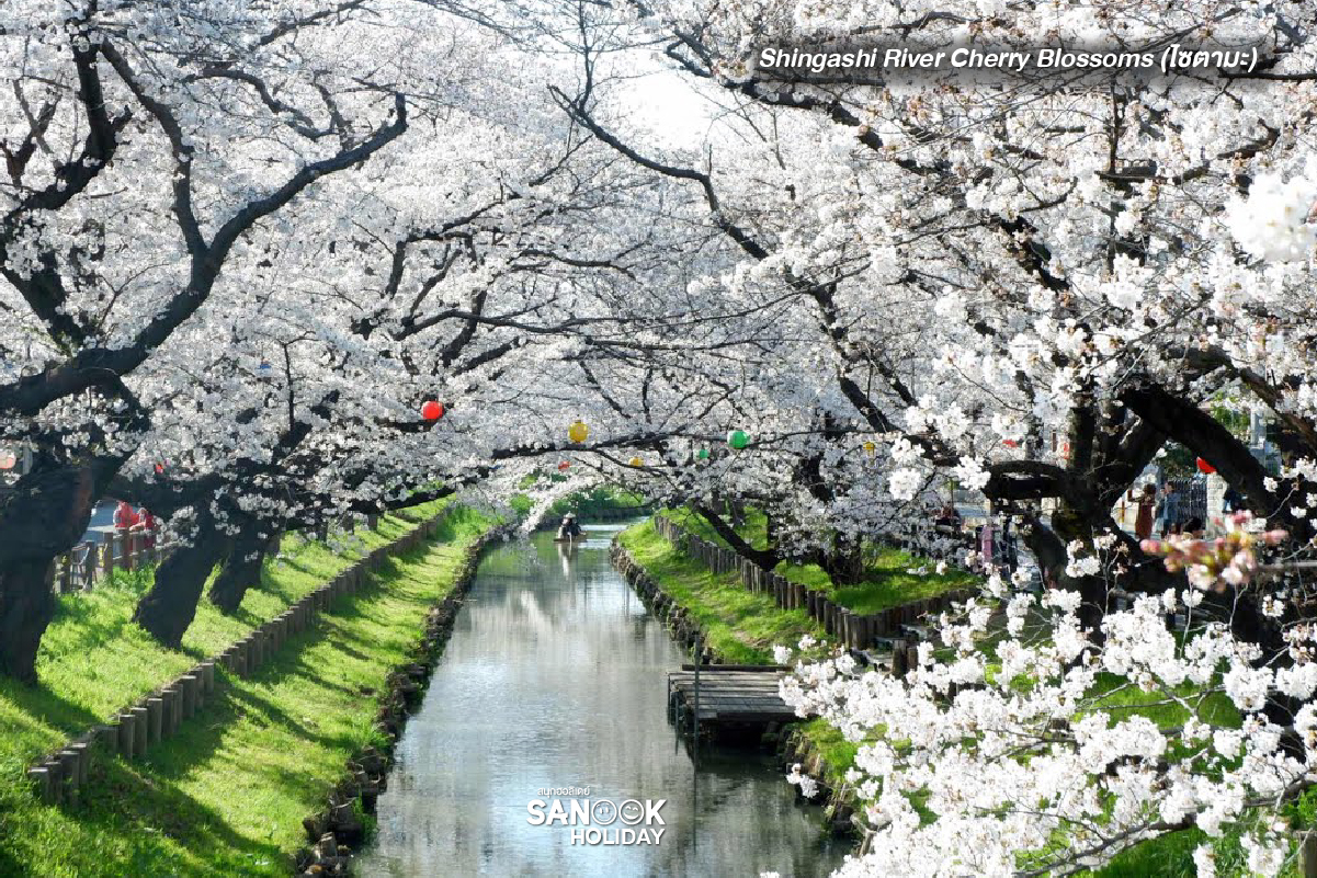 Shingashi River Cherry Blossoms