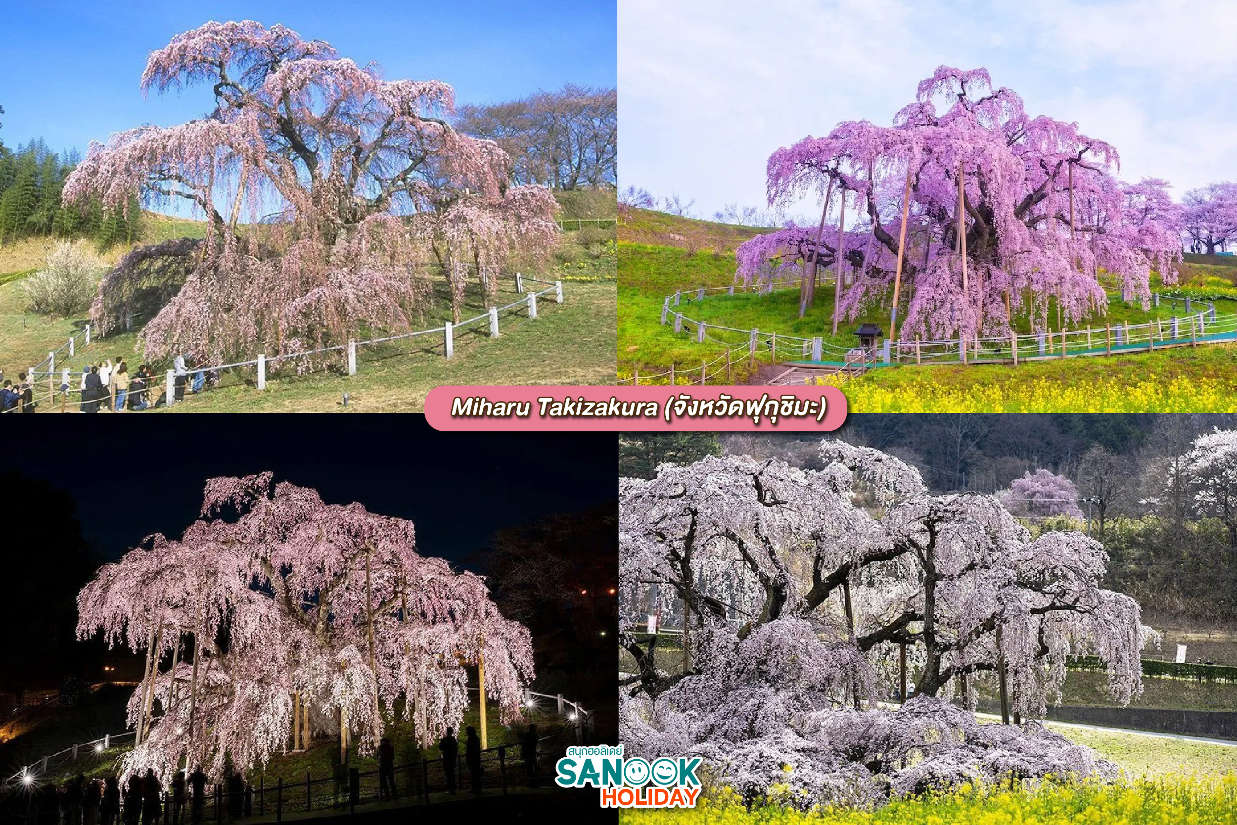 Miharu Takizakura (จังหวัดฟุกุชิมะ)