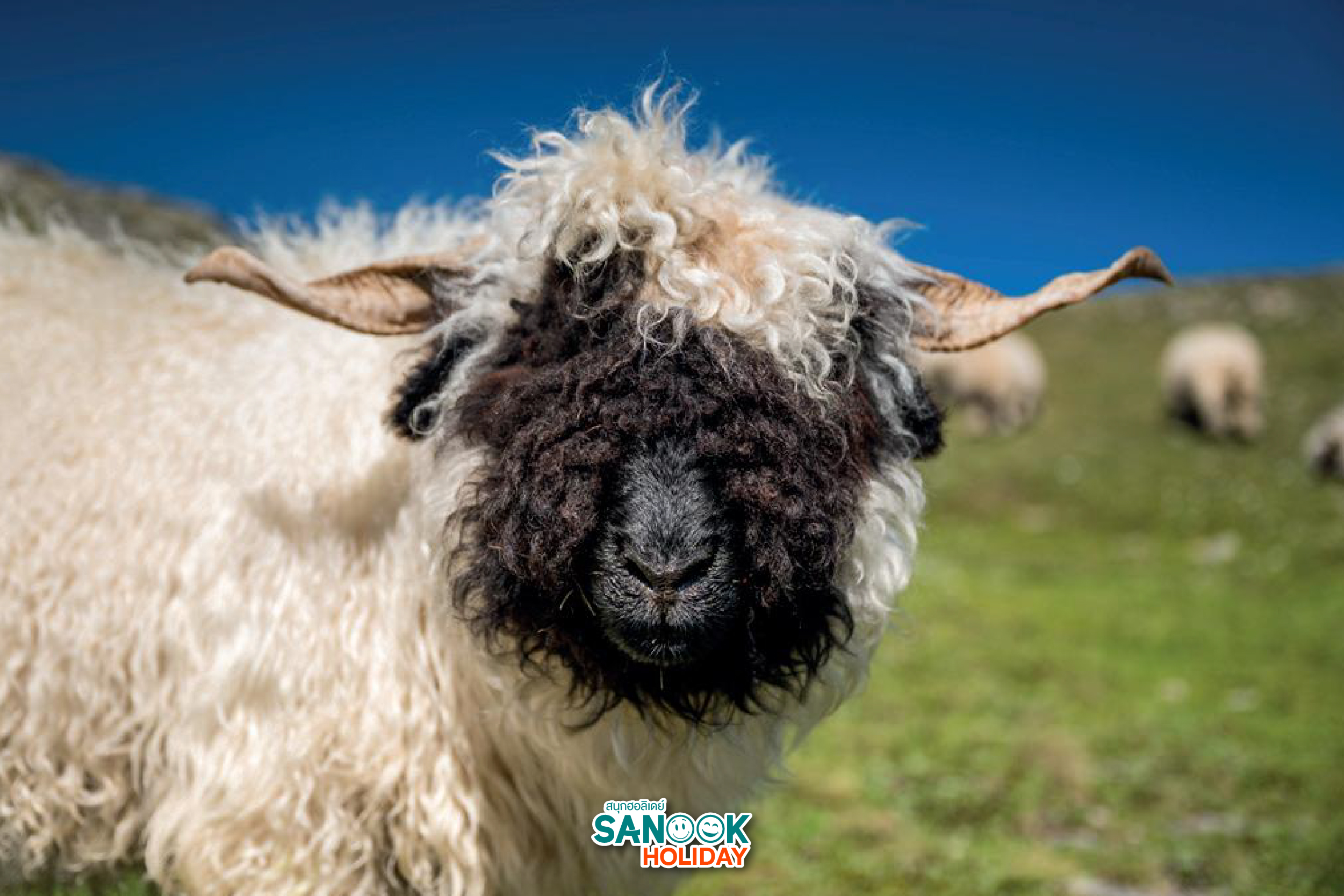 แกะที่น่ารักที่สุดในโลก 2026