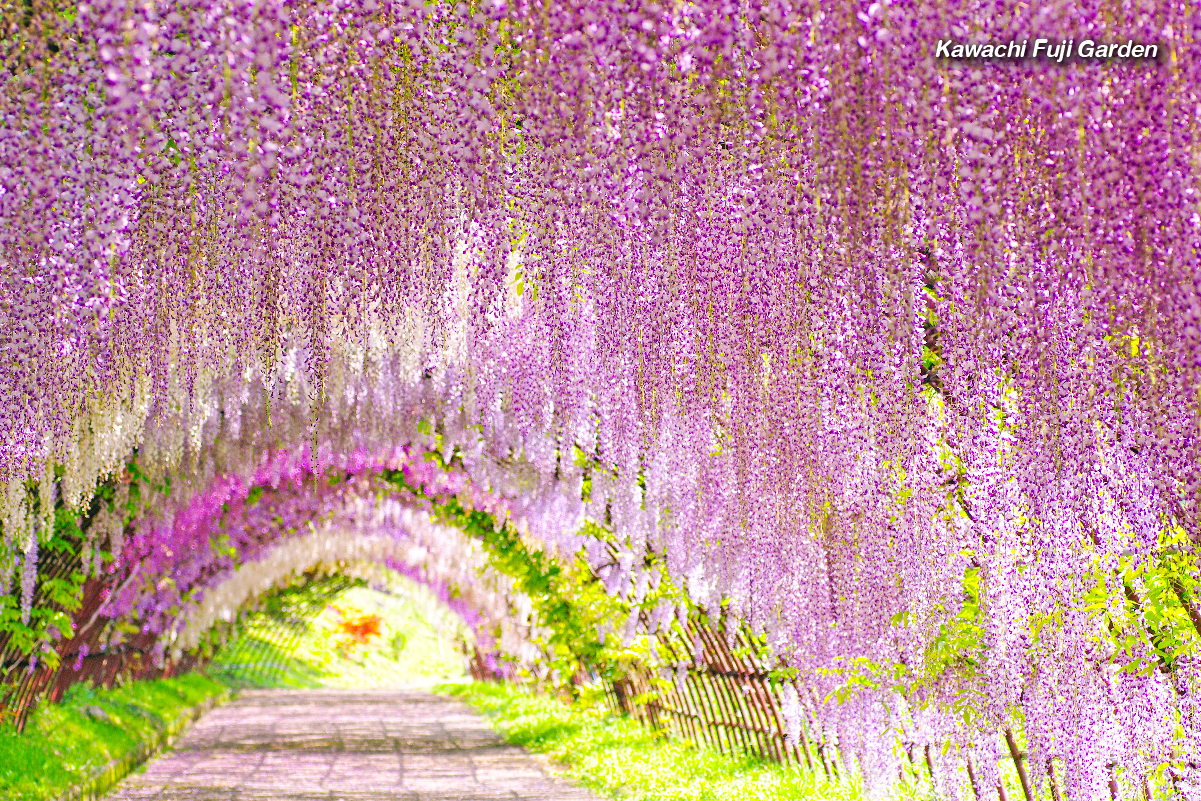 คาวาจิ ฟูจิ การ์เด้น (Kawachi Fuji Garden)