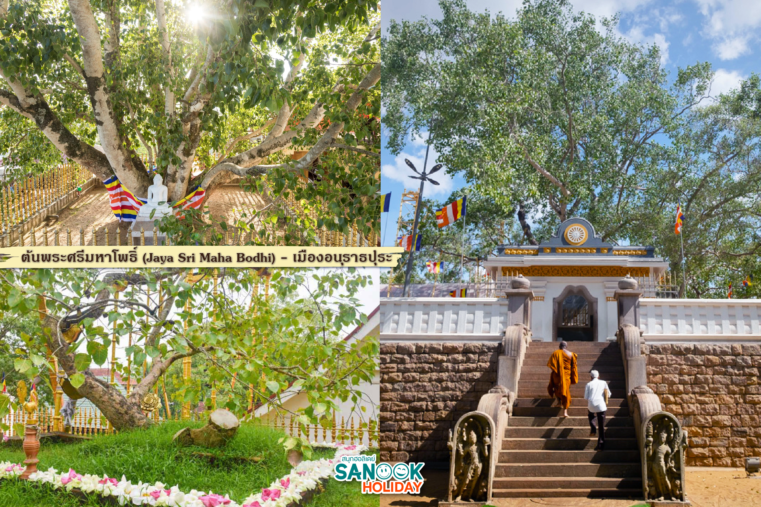 ต้นพระศรีมหาโพธิ์ (Jaya Sri Maha Bodhi) 