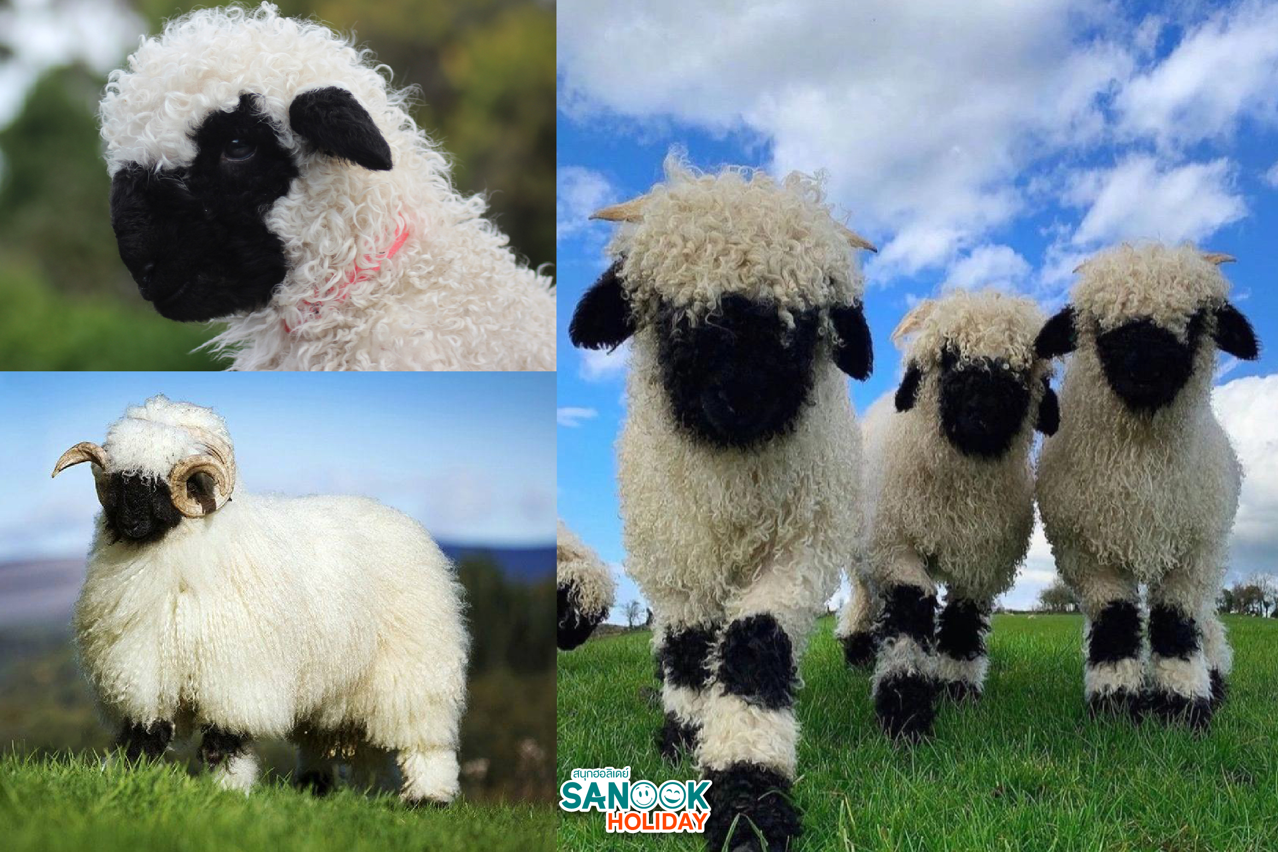 แกะวาเลส์จมูกดำ Valais Blacknose Sheep สวิตเซอร์แลนด์