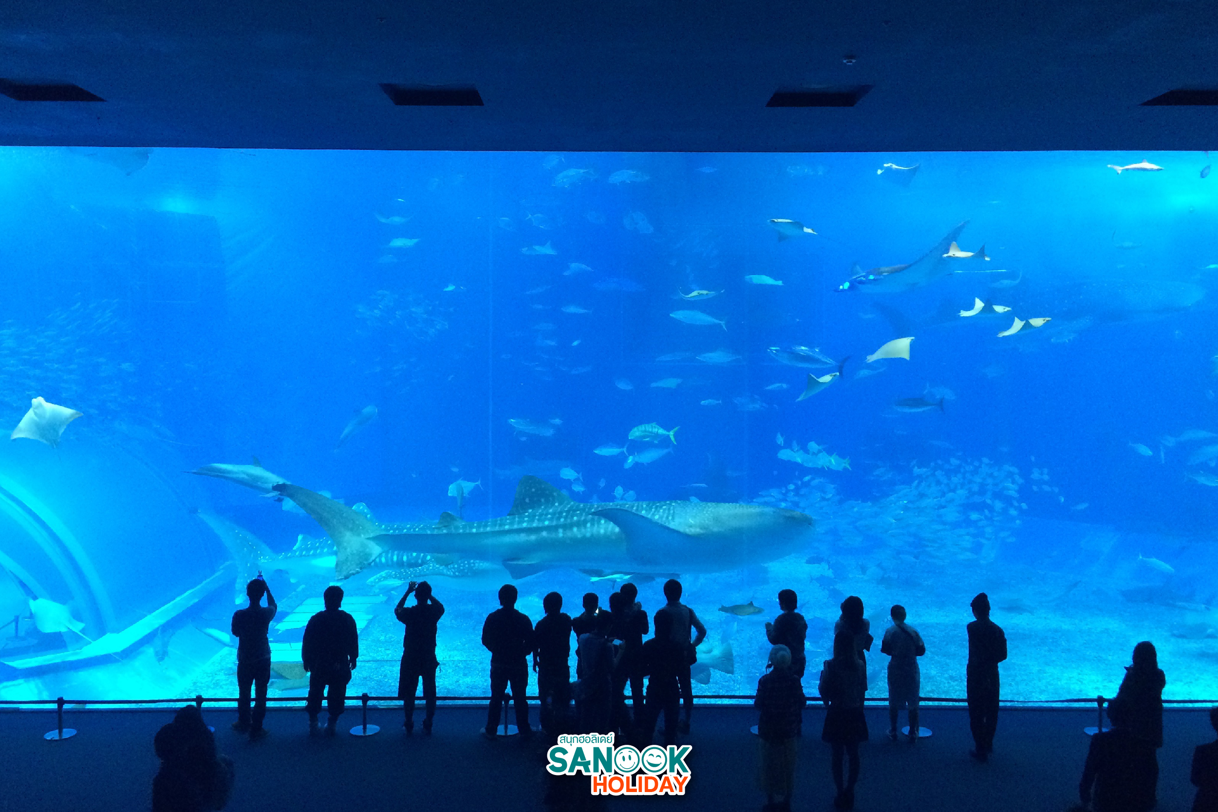 ตู้ทะเลคุโรชิโอะ (Kuroshio Tank)