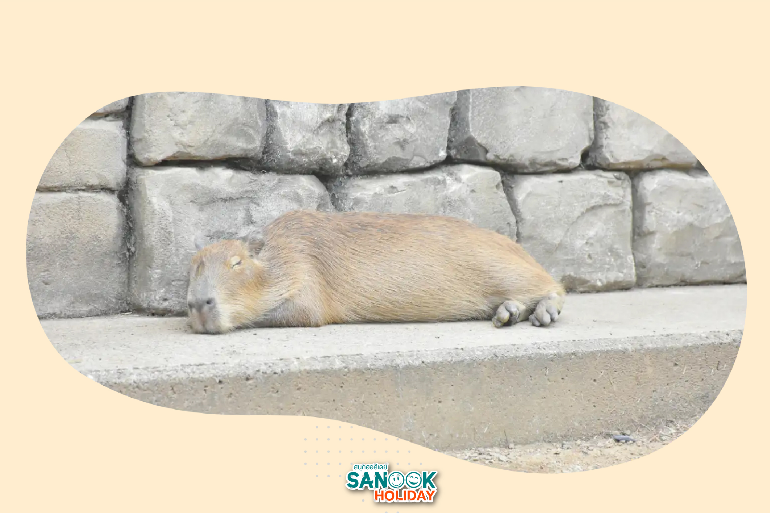 คาปิบาร่าแช่ออนเซ็น Izu Shaboten Zoo