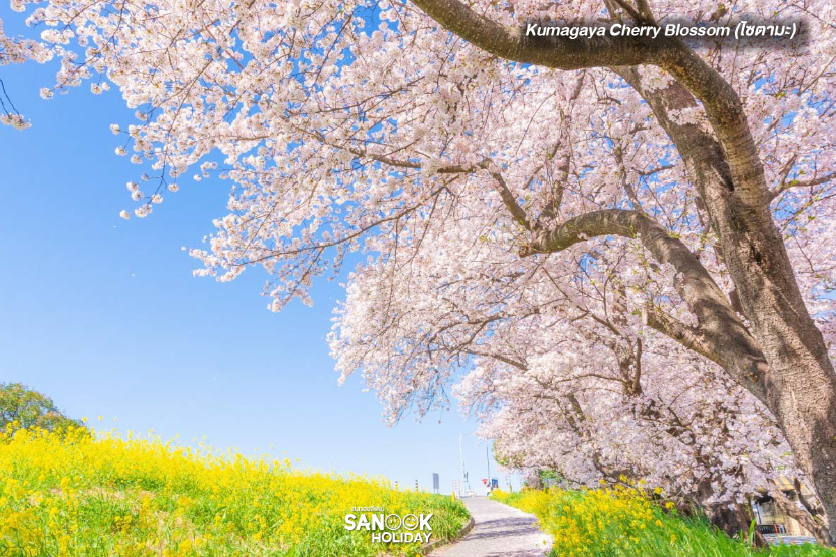 Kumagaya Cherry Blossom