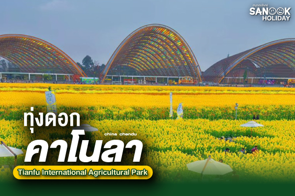 ทุ่งดอกคาโนลา เฉิงตู (Canola Flower) ท่องละอองคลื่นสีเหลืองทองอร่าม