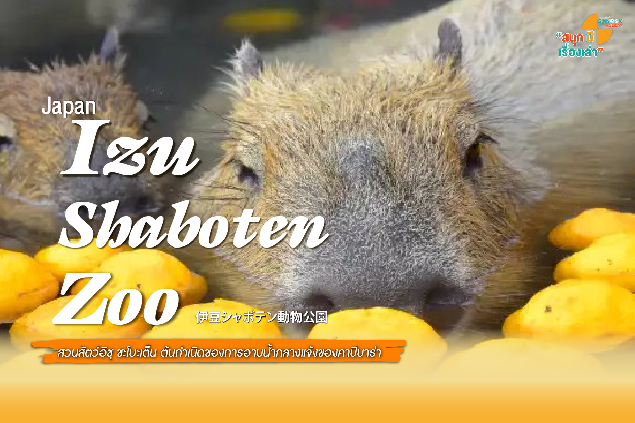 สวนสัตว์อิซุ ชะโบะเต็น (Izu Shaboten Zoo) พิกัดดูคาปิบาร่าแช่ออนเซ็นสุดน่ารัก
