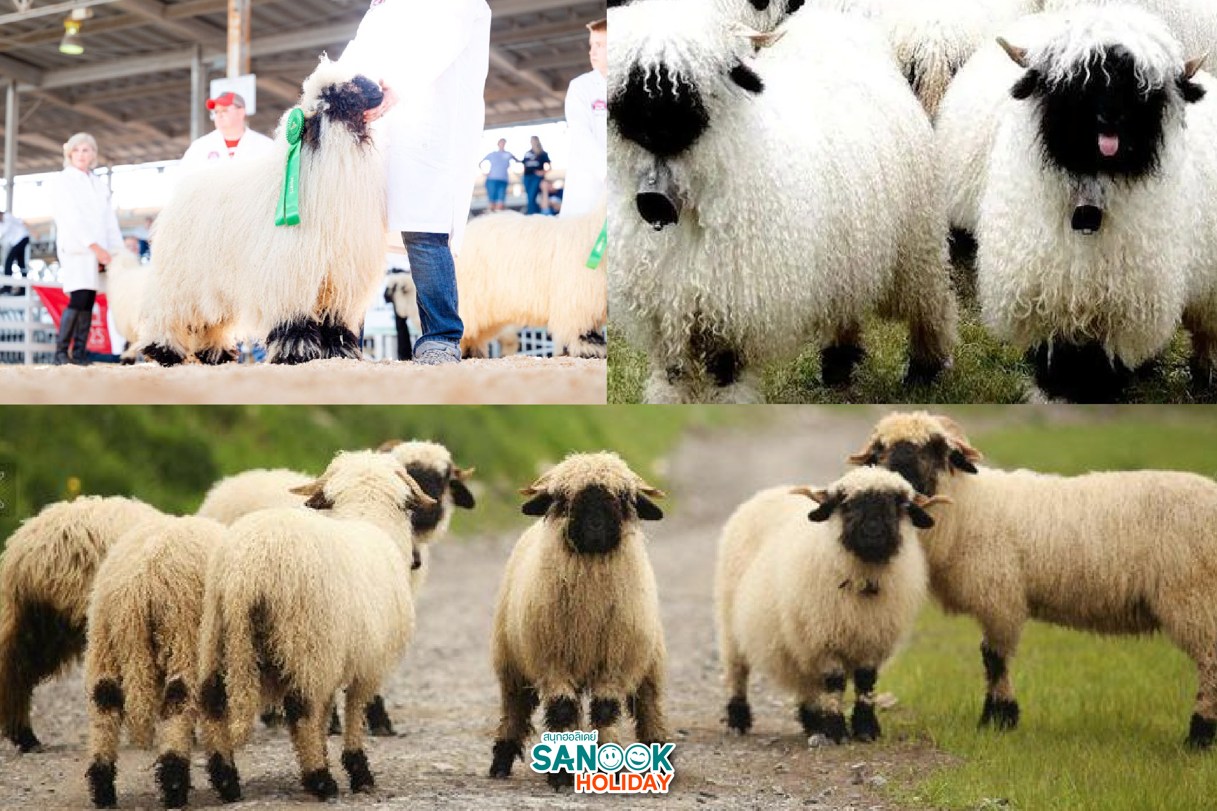แกะวาเลส์จมูกดำ Valais Blacknose Sheep สวิตเซอร์แลนด์