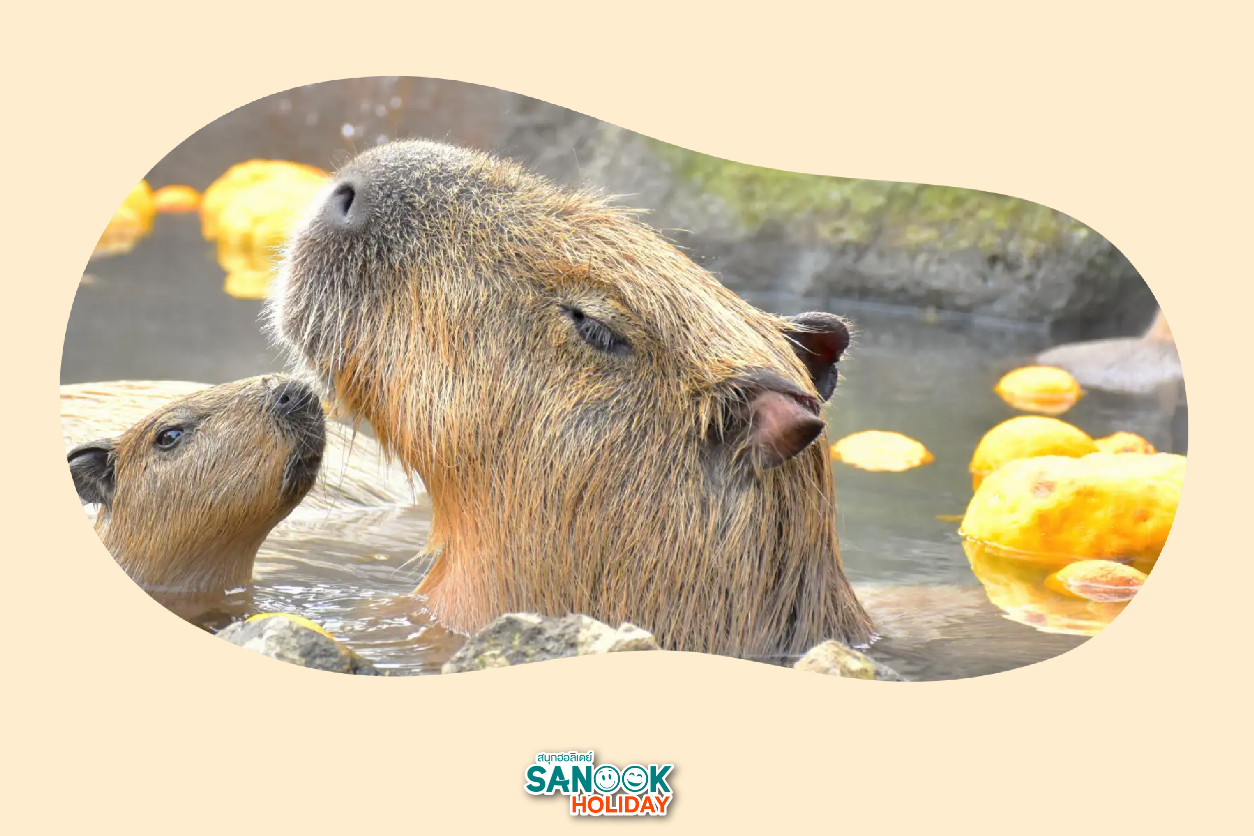 คาปิบาร่าแช่ออนเซ็น Izu Shaboten Zoo