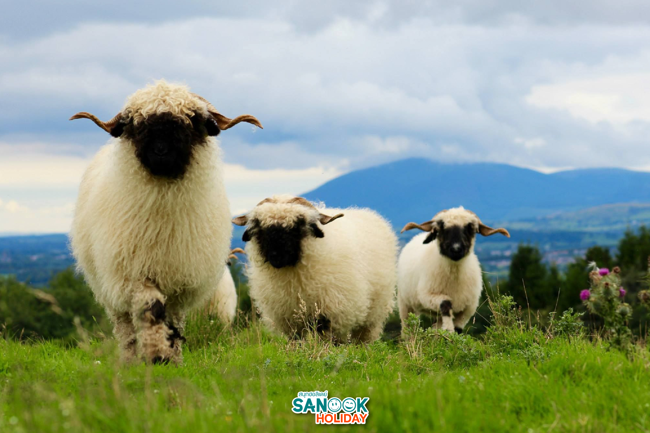 แกะวาเลส์จมูกดำ Valais Blacknose Sheep สวิตเซอร์แลนด์
