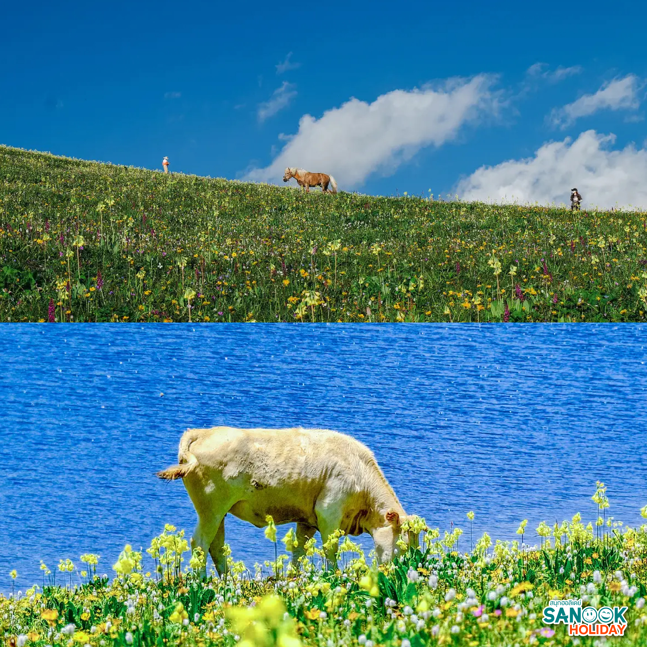 ระยะทาง: ห่างจากเมือง เฉิงตู ประมาณ 180 กิโลเมตร ใช้เวลาเดินทางโดยรถยนต์ประมาณ 3-4 ชั่วโมง ระดับความยาก: การเทรคกิ้งที่นี่ถือว่า ค่อนข้างยาก (Hard) เนื่องจากต้องเดินขึ้นที่สูงชันและพักค้างคืนบนความสูงประมาณ 3,600 เมตร สิ่งที่ควรเตรียม: รองเท้าเดินป่ากันลื่น, เสื้อกันหนาว (อุณหภูมิบนเขาต่ำมาก), ยาแก้แพ้ความสูง (Altitude Sickness), และควรเตรียมเงินสดเพราะสัญญาณอินเทอร์เน็ตบนเขาไม่เสถียร