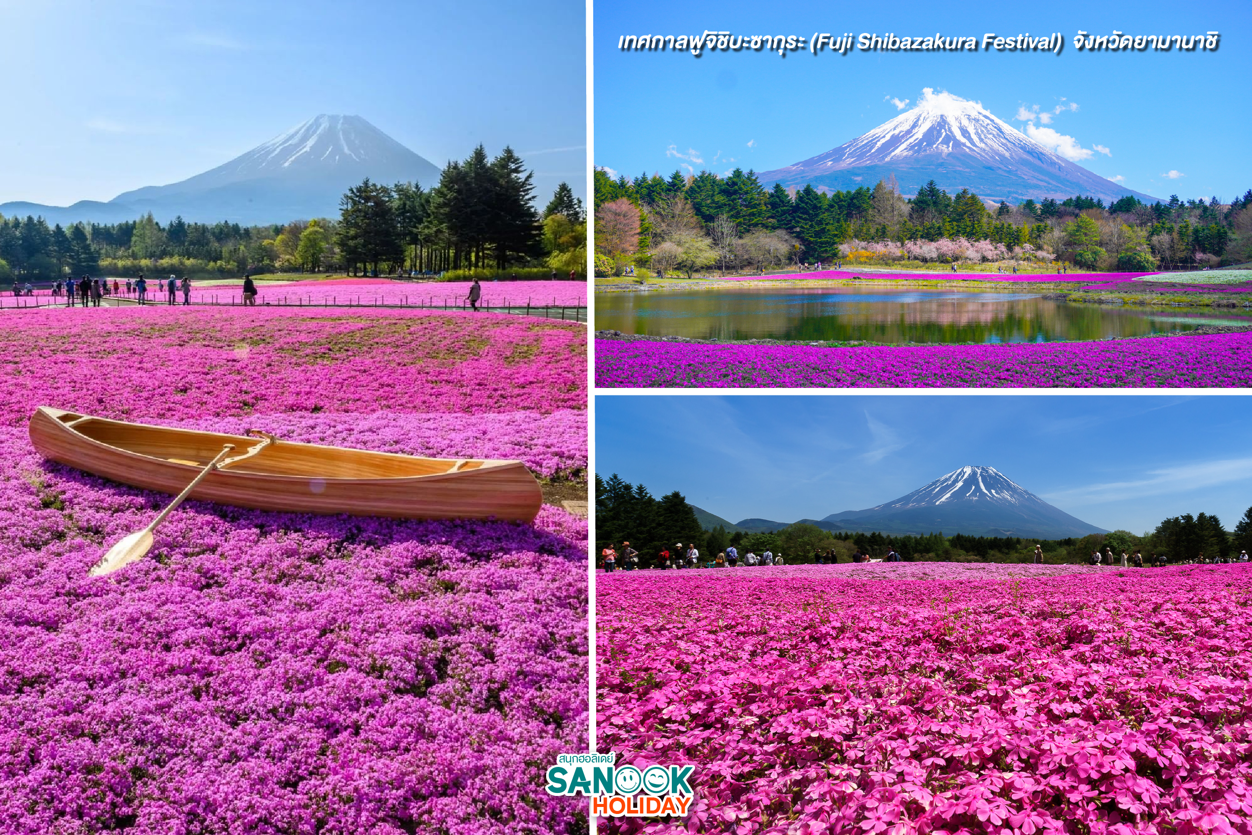 Fuji Shibazakura Festival