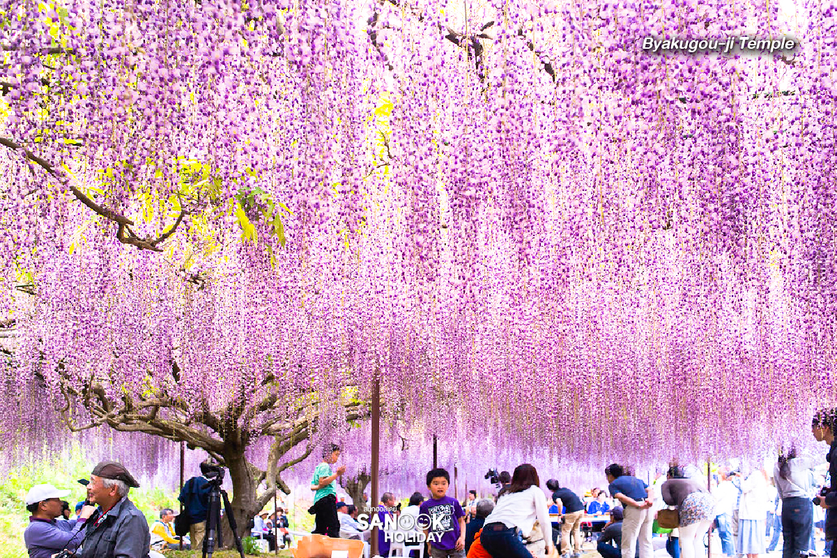 วัดเบียคุโกจิ (Byakugou-ji Temple)