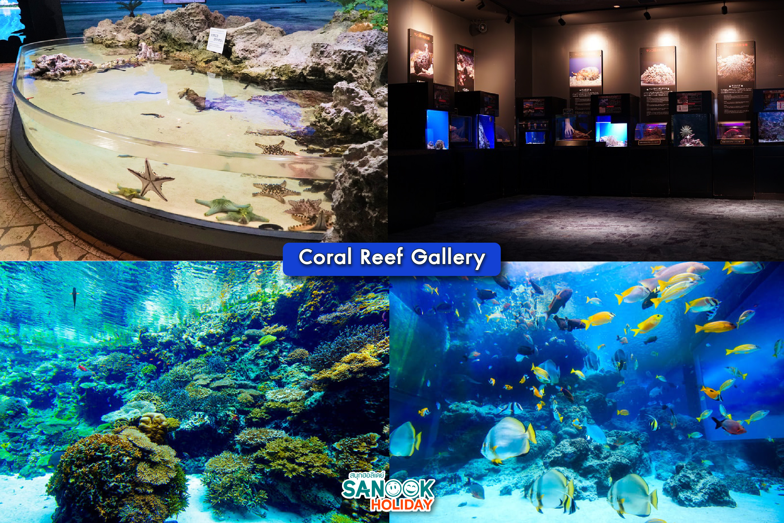 coral reef Gallery