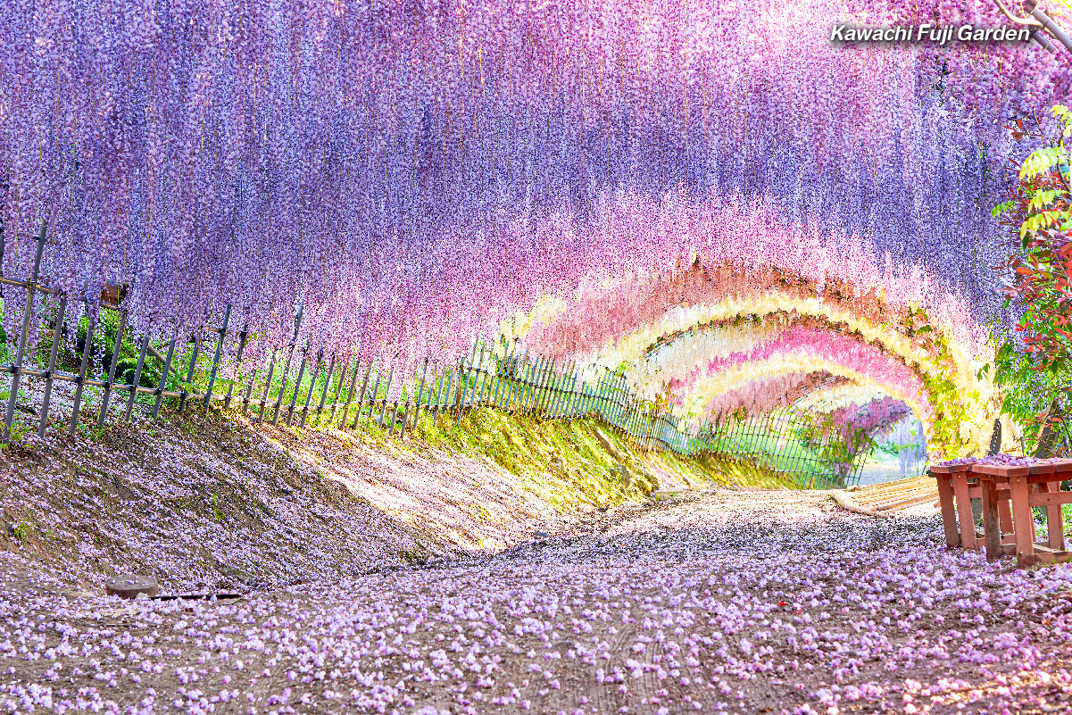 คาวาจิ ฟูจิ การ์เด้น (Kawachi Fuji Garden)