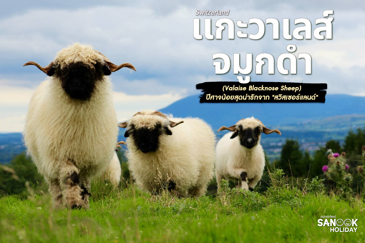 รู้จัก 'แกะวาเลส์จมูกดำ' (Valais Blacknose) แกะที่น่ารักที่สุดในโลก 2026