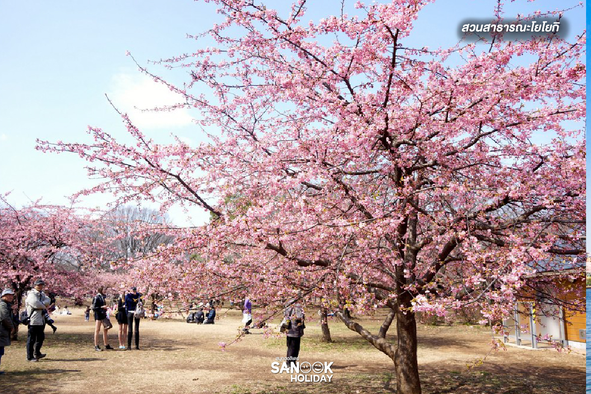 สวนสาธารณะโยโยกิ (Yoyogi Park) โตเกียว