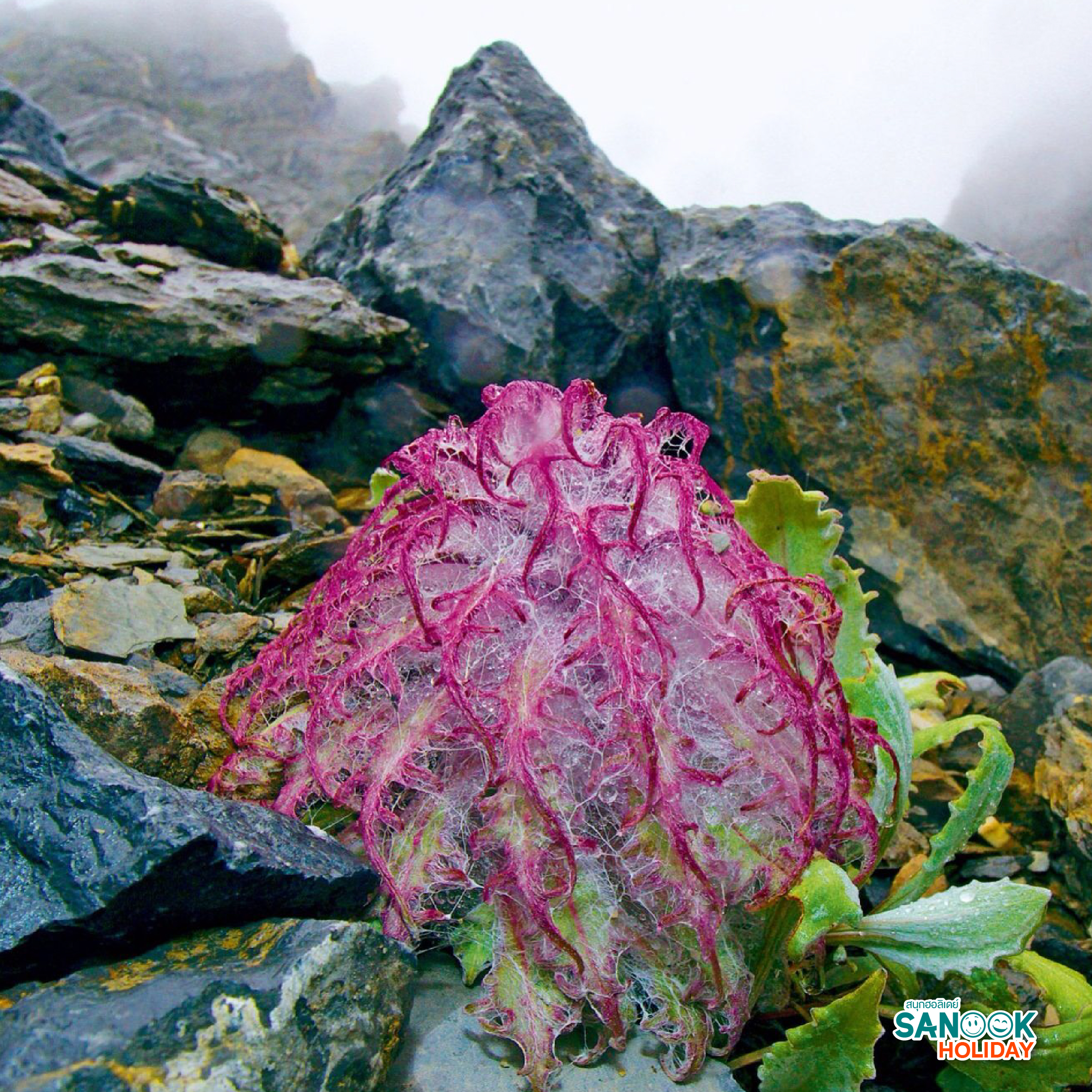 ระยะทาง: ห่างจากเมือง เฉิงตู ประมาณ 180 กิโลเมตร ใช้เวลาเดินทางโดยรถยนต์ประมาณ 3-4 ชั่วโมง ระดับความยาก: การเทรคกิ้งที่นี่ถือว่า ค่อนข้างยาก (Hard) เนื่องจากต้องเดินขึ้นที่สูงชันและพักค้างคืนบนความสูงประมาณ 3,600 เมตร สิ่งที่ควรเตรียม: รองเท้าเดินป่ากันลื่น, เสื้อกันหนาว (อุณหภูมิบนเขาต่ำมาก), ยาแก้แพ้ความสูง (Altitude Sickness), และควรเตรียมเงินสดเพราะสัญญาณอินเทอร์เน็ตบนเขาไม่เสถียร