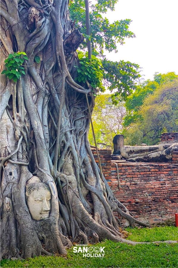 เศียรพระในรากไม้ที่วัดมหาธาตุ